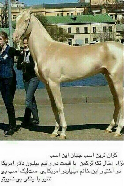 گرانترین نژاد اسب