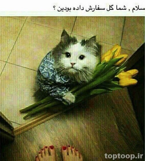جوک و عکس خنده دار با حال تلگرام