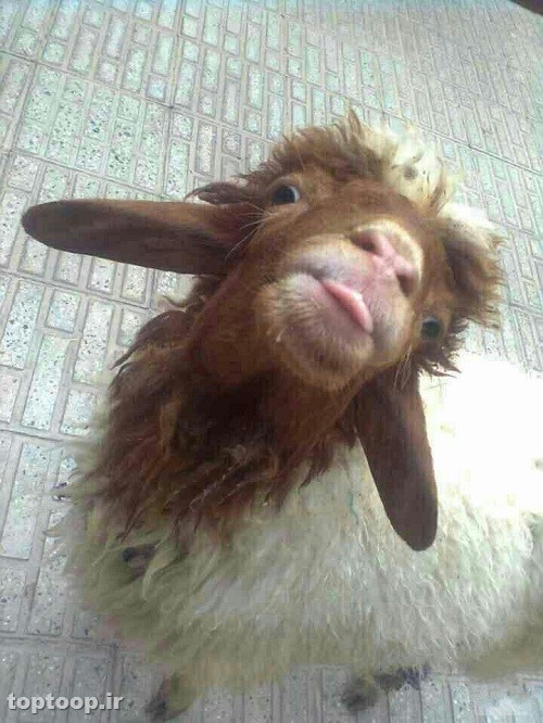 جوک و عکس خنده دار با حال تلگرام