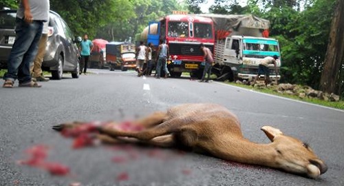 عکس تصادف با حیوانات