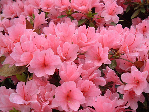 .عکس شکوفه درختان و گل های بهاری