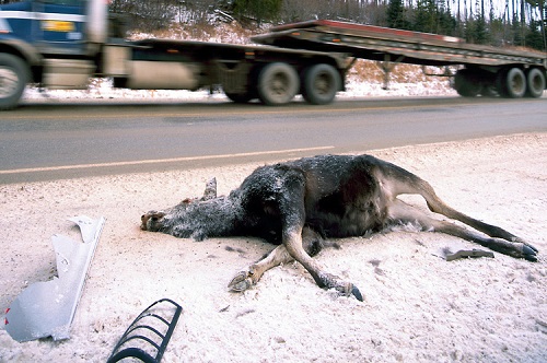 toptoop.ir کشته شدن حیوانات در اثر تصادف با ماشین