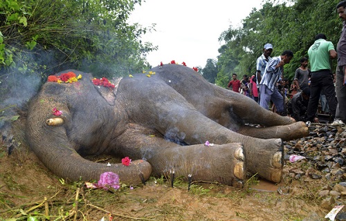 .کشته شدن فیل بزرگ در اثر برخورد به ماشین های در حال رفت و امد در خیابان