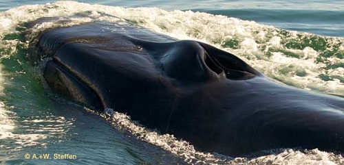 .بزرگ ترین نهنگ سیاه دنیا