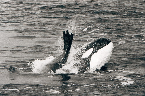 .تصاویر حملات وحشتناک نهنگ