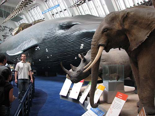 toptoop.ir تصویر عجیب فیل و نهنگ که با هم هم اندازه هستند