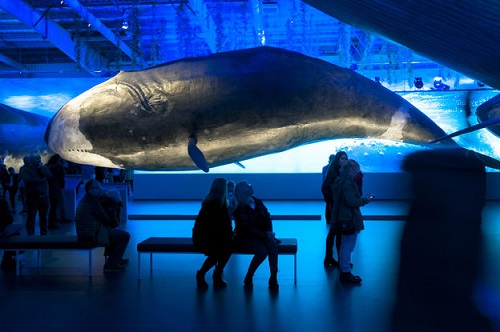 تصویر نهنگ داخل نمایشگاه و مردمی که تماشا میکنند