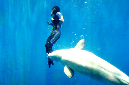حمله نهنگ سفید به ادم