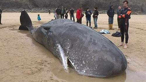 خودکشی نهنگ قاتل
