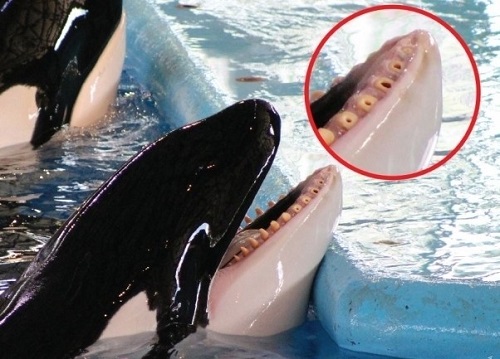 دندان های تیز نهنگ از نمای نزدیک