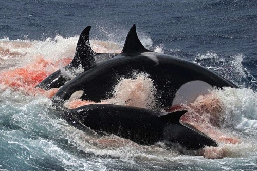 .شکار و حمله گروهی نهنگ های سیاه و وحشتناک