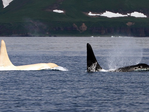 عکس از نهنگ قاتل
