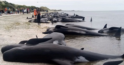 عکس خودکشی نهنگ ها