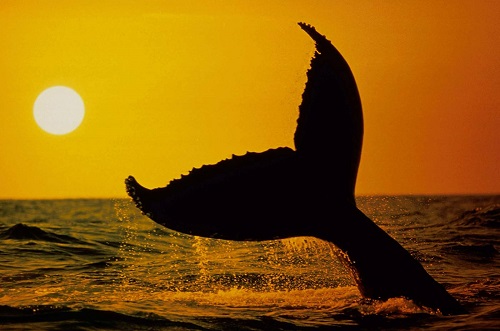 عکس دم نهنگ که بیرون از اب