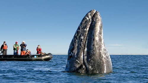 عکس نهنگ بزرگ