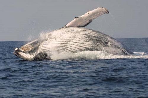 عکس نهنگ های زیبا