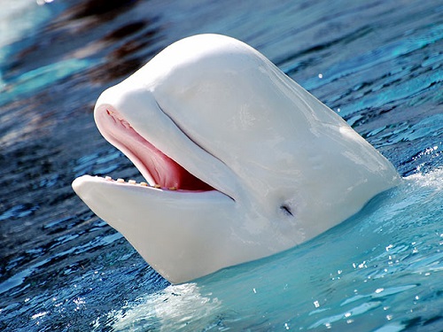 toptoop.ir عکس هایی از سر و صورت نهنگ سفید