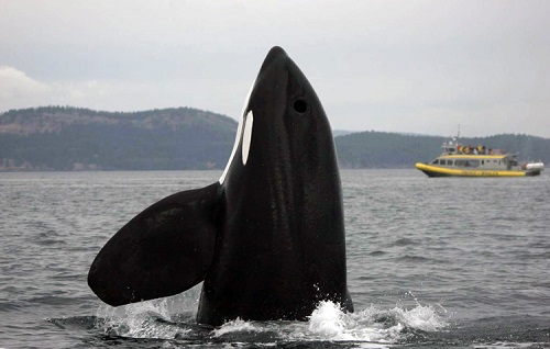 عکسهای نهنگ های قاتل