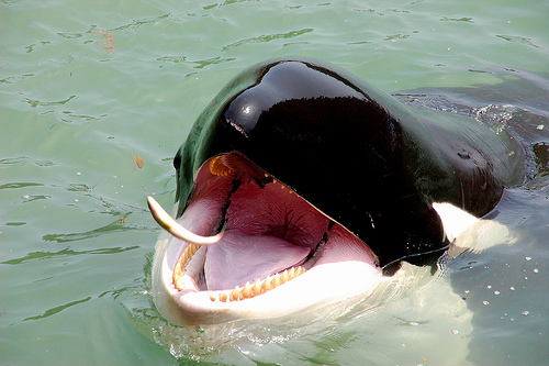 .نهنگ با دهان باز و ترسناک