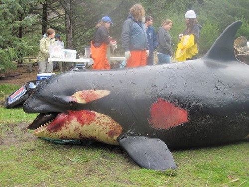 .کشتن نهنگ بزرگ توسط انسان ها