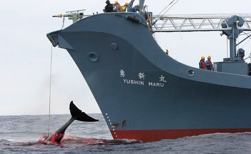 .کشتن و شکار نهنگ ها توسط انسان