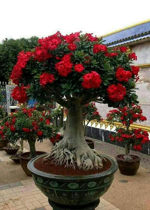 صبح جمعه صبح جمعه