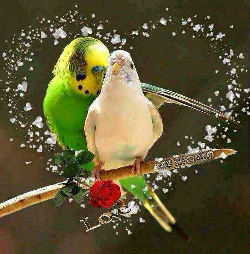 سلام صبح جمعتون شاد سلام صبح جمعتون شاد