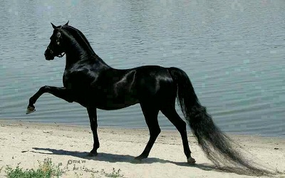 زیباترین اسب جهان