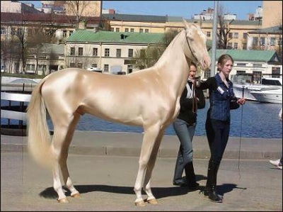 عالی ترین و زیبا ترین اسب جهان