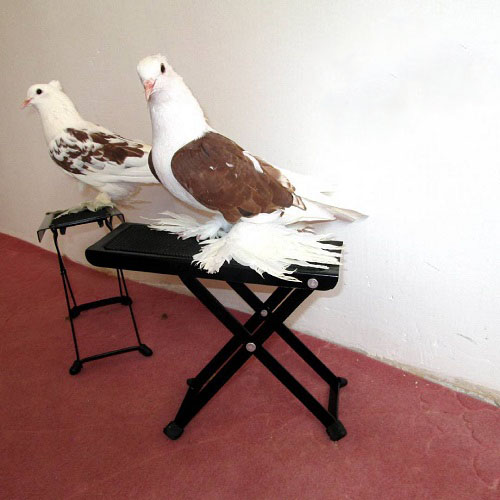 .تصاویر کبوتر پلاکی اصل جفت شده با دوکتی