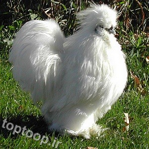 عکس زیباترین مرغ و خروس های دنیا