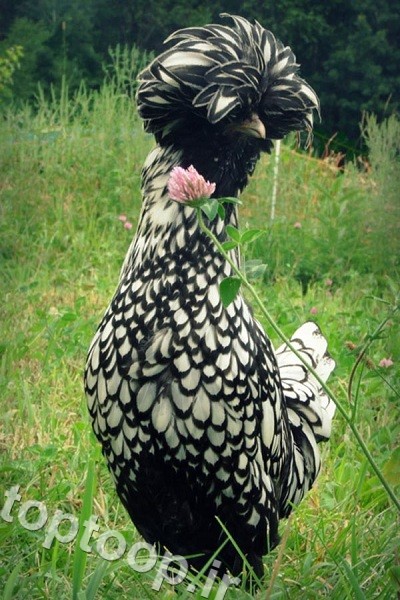عکس زیباترین مرغ جهان