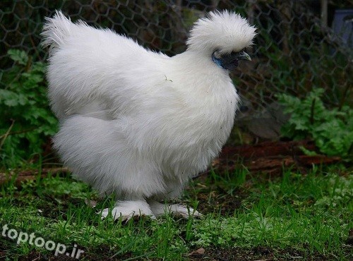 عکس خوشگل ترین مرغ دنیا