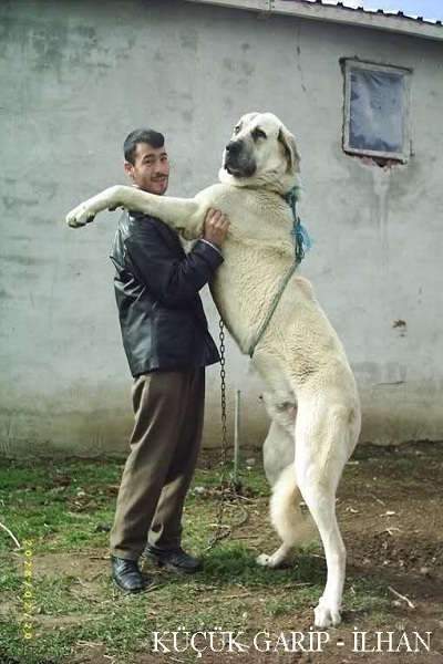 سگهای بزرگ سراب