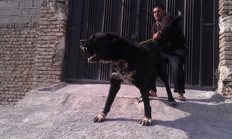 عکس سگ سرابی جنگی