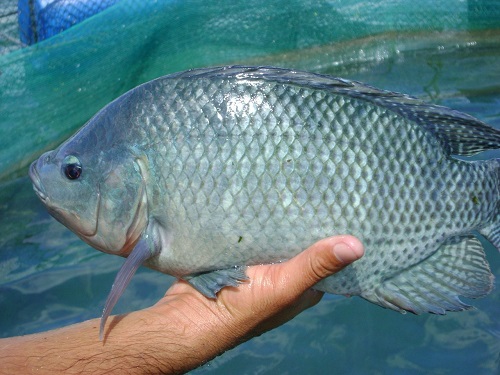 toptoop.ir درباه اهمیت مصرف ماهی تیلاپیا 