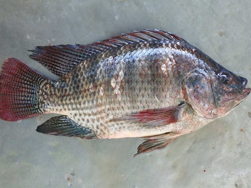 ماهی تیلاپیا در بارداری