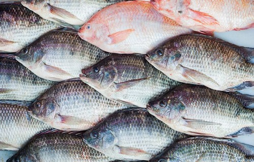 ماهی تیلاپیا چیست