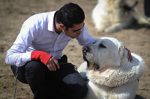 مسابقات سگ نگهبان در اصفهان