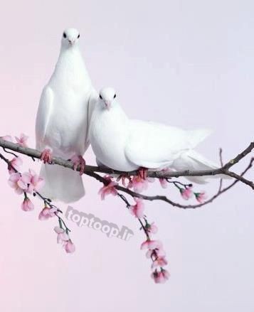 عکس کبوتر با گل