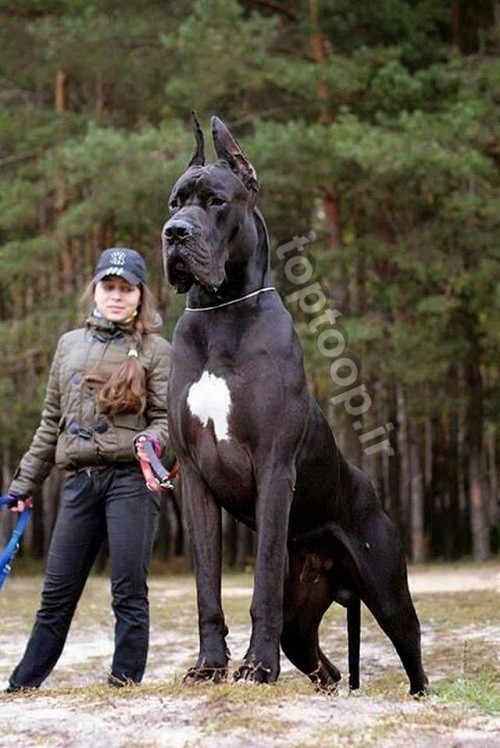 عکس سگ خیلی بزرگ