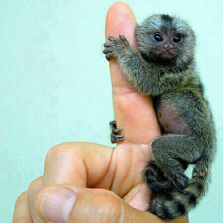 کوچکترن میمون دنیا