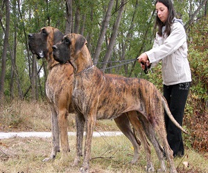 گنده ترین سگهای دنیا