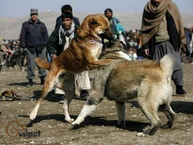 وحشی ترین سگهای ایرانی