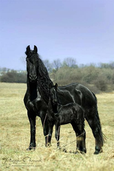 عکس قشنگ ترین اسب های جهان