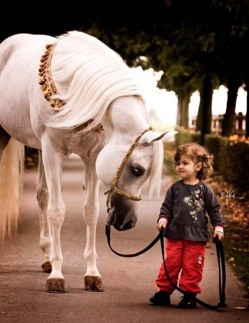 اسب دانلود عکس اسب دانلود اسب زیبا