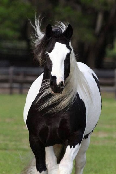 عکس اسب سفید زیبا