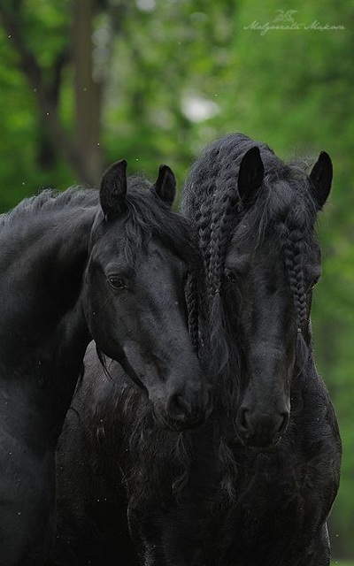 اسب های زیبا