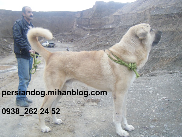 وحشی ترین سگهای ایرانی