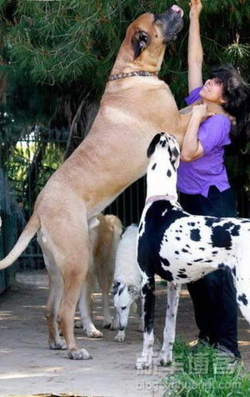 toptoop.irعکس سگ های بزرگ و وحشی